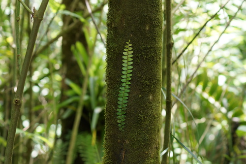 Bejuco de lira (Marcgravia rectiflora)