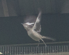 Mimus polyglottos