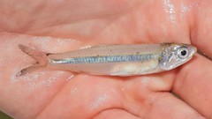 Anchoa hepsetus