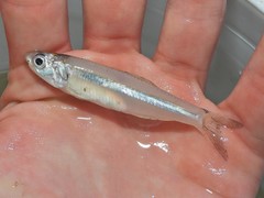 Anchoa hepsetus