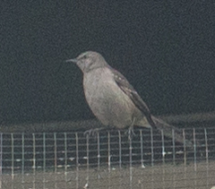 Mimus polyglottos