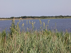 Setaria magna