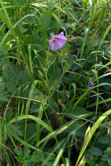 Lycianthes moziniana