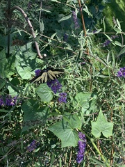 Papilio canadensis × glaucus