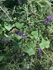 Papilio canadensis × glaucus