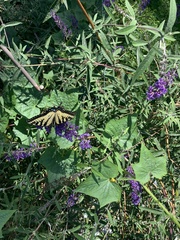 Papilio canadensis × glaucus