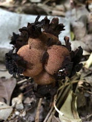Bdallophytum americanum