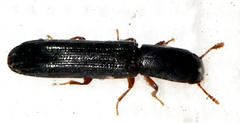 Colydium lineola