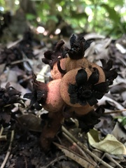 Bdallophytum americanum