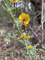 Bossiaea rhombifolia