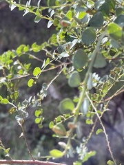 Bossiaea rhombifolia