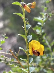 Bossiaea rhombifolia
