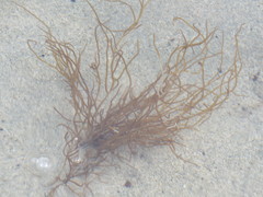 Gracilariaceae