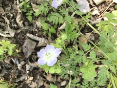 Nemophila phacelioides
