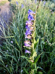 Penstemon glaber brandegeei