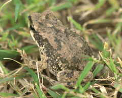 Duttaphrynus dhufarensis