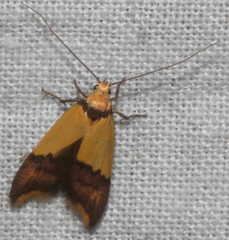 Hemibela oxyptera
