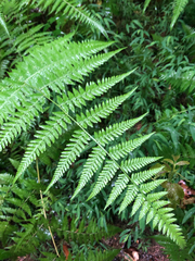 Macrothelypteris