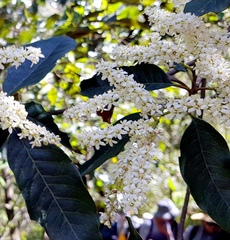 Ehretia acuminata