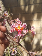 Trichocentrum oerstedii