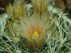 Mammillaria barbata