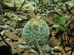 Mammillaria barbata