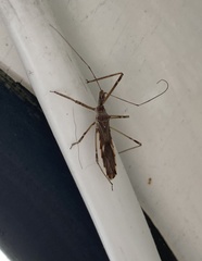 Rocconota annulicornis