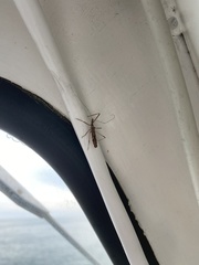 Rocconota annulicornis