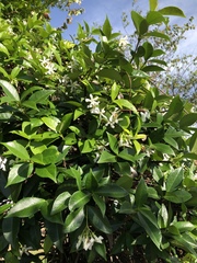Trachelospermum jasminoides