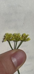 Eriogonum brevicaule brevicaule