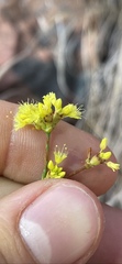 Eriogonum brevicaule brevicaule