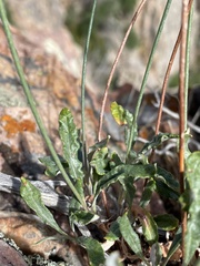 Eriogonum brevicaule brevicaule