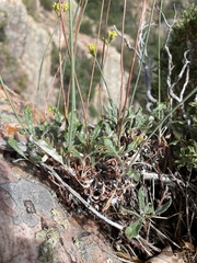 Eriogonum brevicaule brevicaule