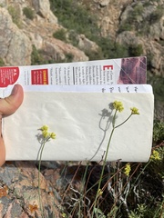 Eriogonum brevicaule brevicaule