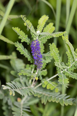 Amorpha canescens