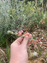 Ipomopsis aggregata collina