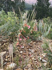 Ipomopsis aggregata collina