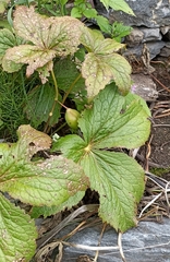 Podophyllum hexandrum