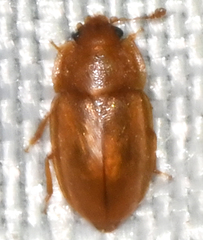 Epuraea aestiva
