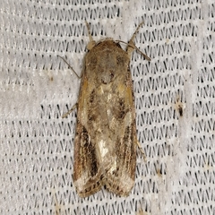 Prodeniini