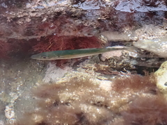 Trachurus symmetricus