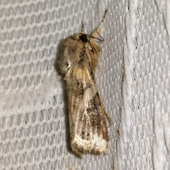 Prodeniini