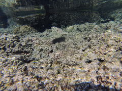 Cirripectes alboapicalis