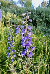 Penstemon glaber brandegeei