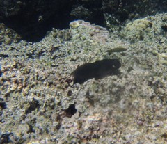 Cirripectes alboapicalis