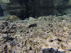 Cirripectes alboapicalis