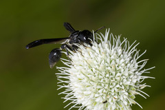 Zethus spinipes spinipes