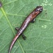 Bolitoglossa pacaya - Photo (c) Grete Pasch, some rights reserved (CC BY), uploaded by Grete Pasch