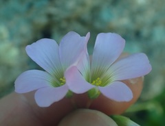 Oxalis metcalfei