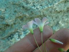 Oxalis metcalfei